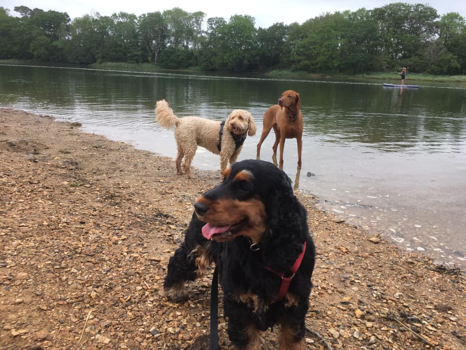 Photo Gallery Kelly s K9s